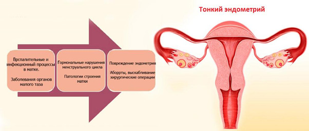 Почему эндометрий становится тонким