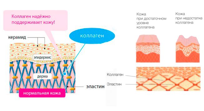 схема взаимодействия коллагена на кожу